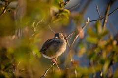 Old World Sparrow, Scotland