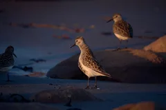 Little Stint, Gairloch, Scotland