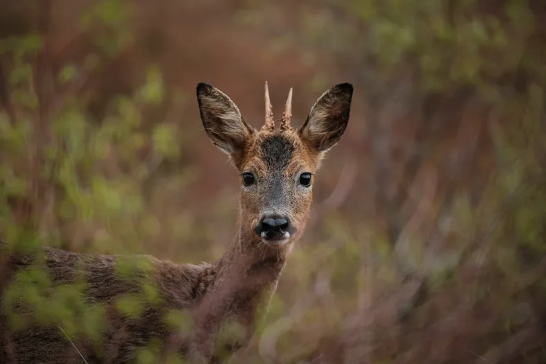 Roe Deer, Gairloch, Scotland