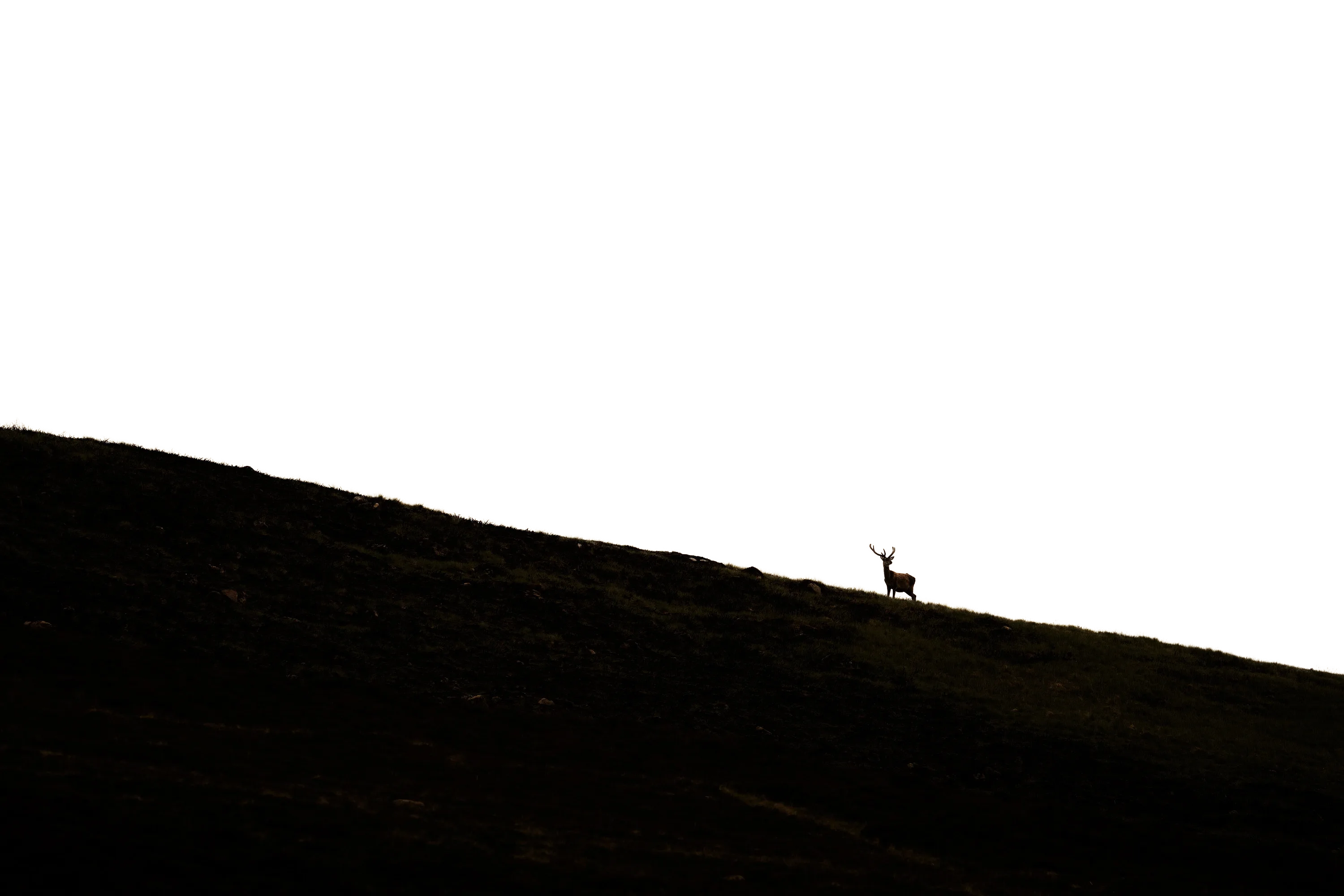Foreground 2